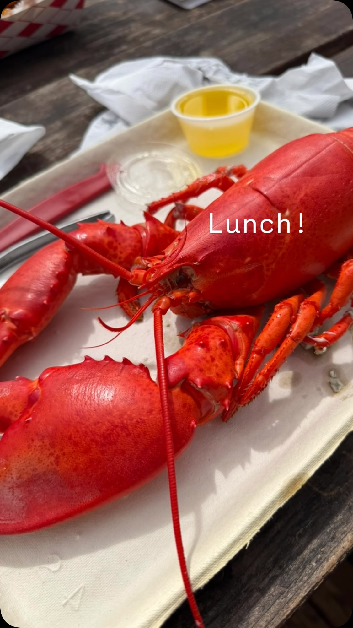 What I really came back to Maine for…#lobster #mainelifestyle